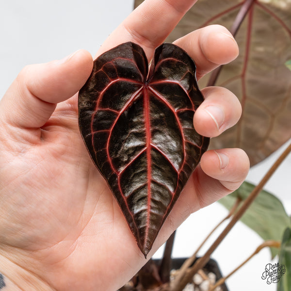 Anthurium Zara '29' x Zara '3' by DocBlock® (wk45-B)