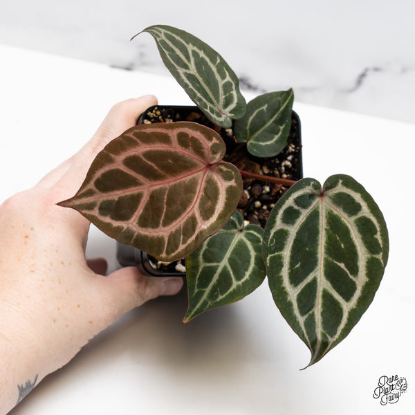 Anthurium Zara '31' x Zara '14' by DocBlock® (wk45-C) *Striking, Deep Red Emergent*