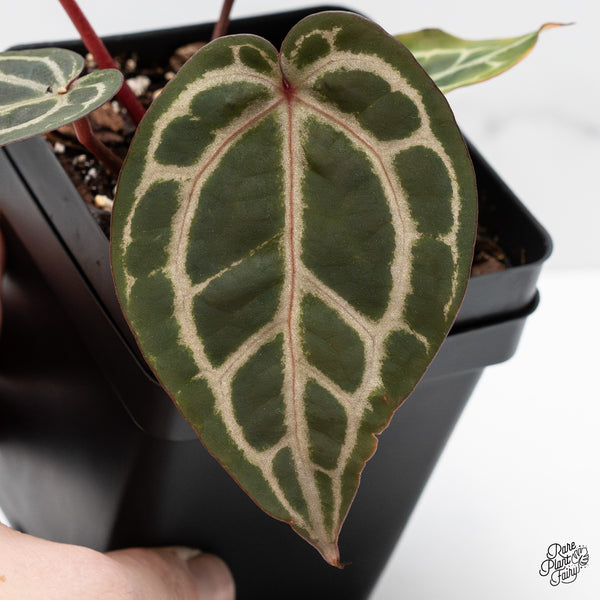 Anthurium Zara '31' x Zara '14' by DocBlock® (wk47-L)