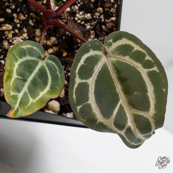 Anthurium Zara '31' x Zara '14' by DocBlock® (wk47-L)