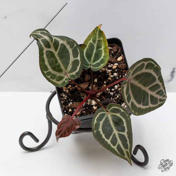 Anthurium Zara '31' x Zara '14' by DocBlock® (wk47-L)