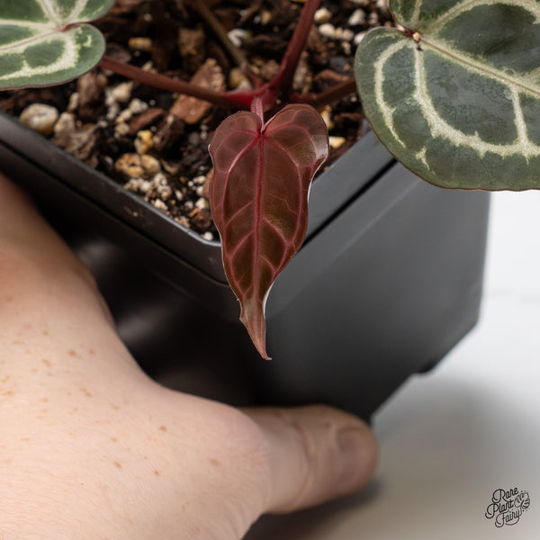 Anthurium Zara '31' x Zara '14' by DocBlock® (wk47-L)