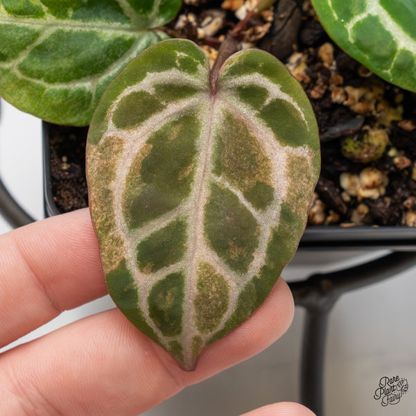 Anthurium Zara '31' x Zara '14' by DocBlock® *variegated* (wk47-UP)