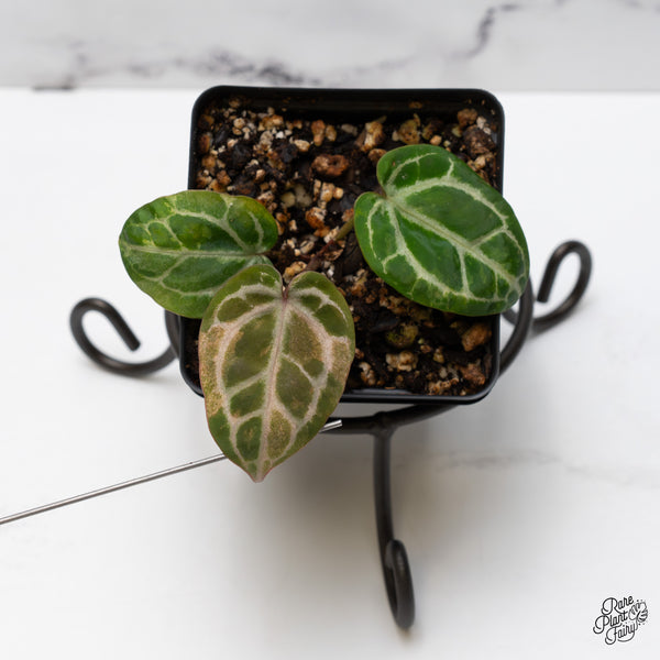 Anthurium Zara '31' x Zara '14' by DocBlock® *variegated* (wk47-UP)