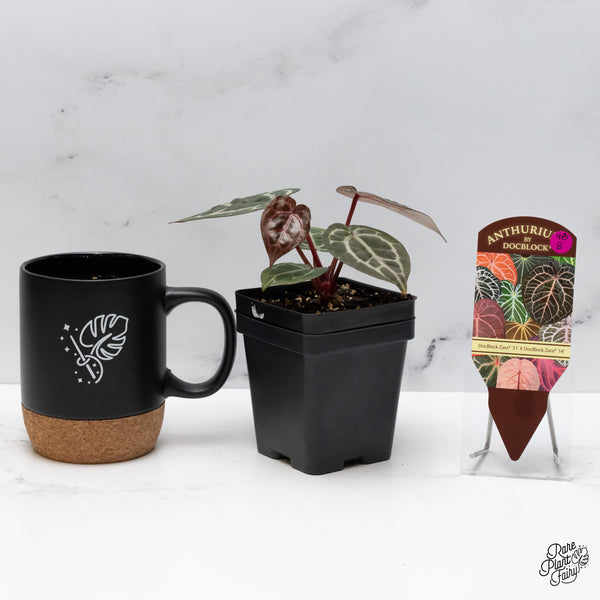 Anthurium Zara '31' x Zara '14' by DocBlock® (wk48-B)