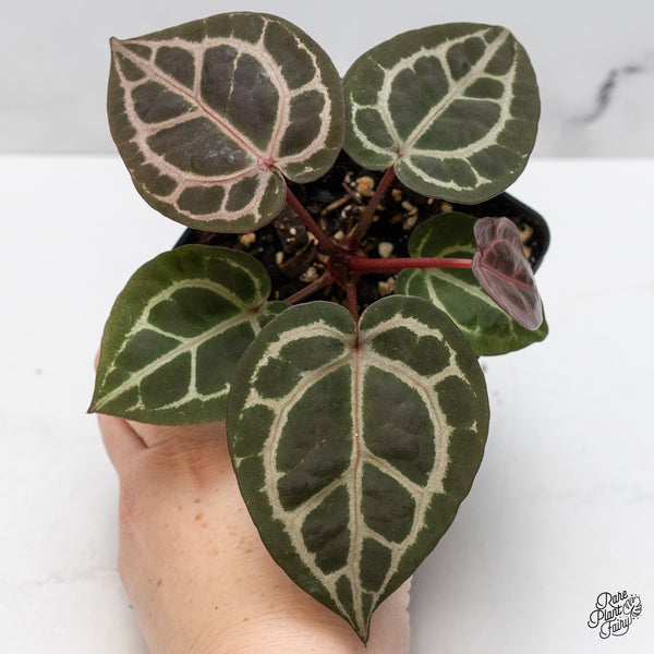 Anthurium Zara '31' x Zara '14' by DocBlock® (wk48-B)