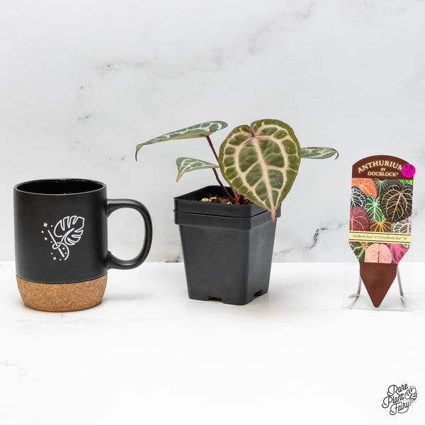 Anthurium Zara '31' x Zara '14' by DocBlock® (wk48-T)