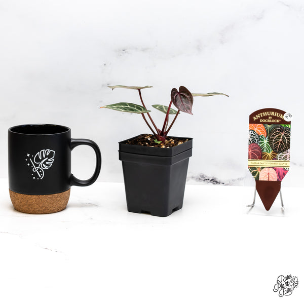 Anthurium Zara '31' x Zara '14' by DocBlock® (wk50-F)