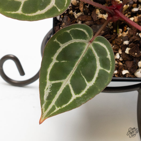 Anthurium Zara '31' x Zara '14' by DocBlock® (wk50-F)