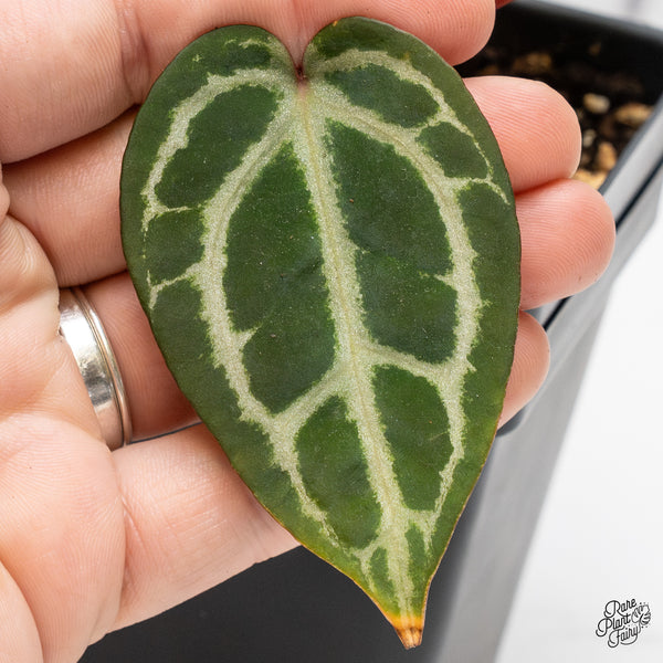 Anthurium Zara '31' x Zara '14' by DocBlock® (wk50-V)