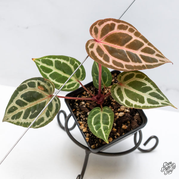 Anthurium Zara '31' x Zara '14' by DocBlock® (wk50-V)