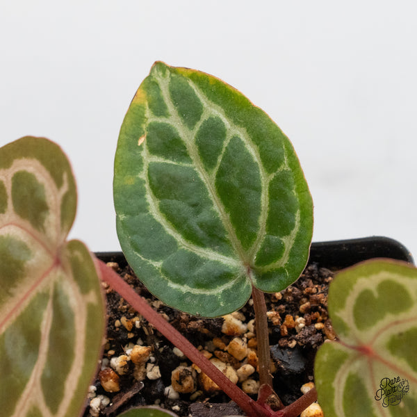 Anthurium Zara '31' x Zara '14' by DocBlock® (wk51-H)