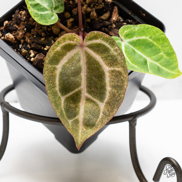 Anthurium Zara '31' x Zara '14' by DocBlock® Variegated (wk51-UC)