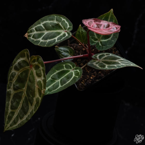 Anthurium Zara '33' x DocBlock Zara '29' by DocBlock® *Vibrant Emergent* (wk30-G)