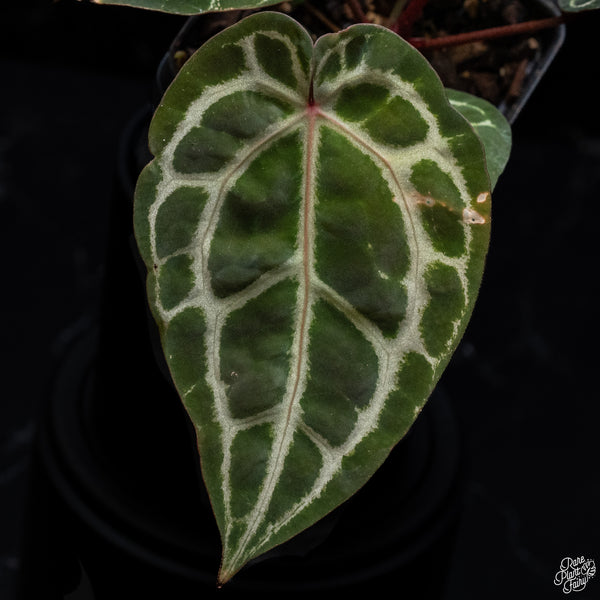 Anthurium Zara '33' x DocBlock Zara '29' by DocBlock® *Vibrant Emergent* (wk30-G)