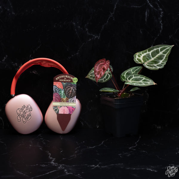 Anthurium Zara '33' x DocBlock Zara '29' by DocBlock® *Vibrant Emergent* (wk30-G)