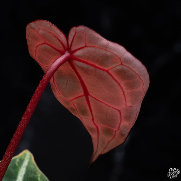 Anthurium Zara '33' x DocBlock Zara '29' by DocBlock® *Vibrant Emergent* (wk30-G)