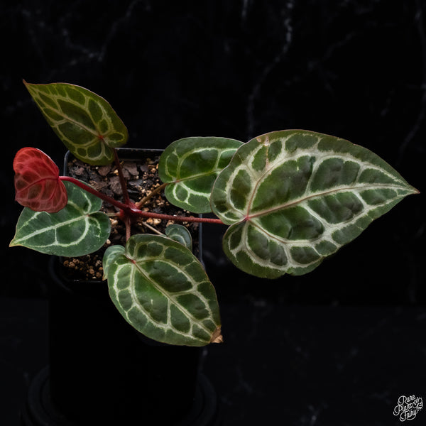 Anthurium Zara '33' x DocBlock Zara '29' by DocBlock® *Vibrant Emergent* (wk30-G)