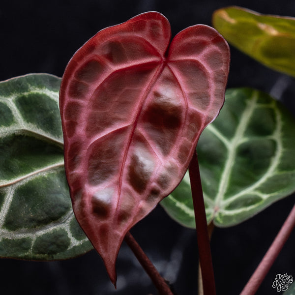 Anthurium Zara '33' x DocBlock Zara '29' by DocBlock® *Vibrant Emergent* (wk30-G)
