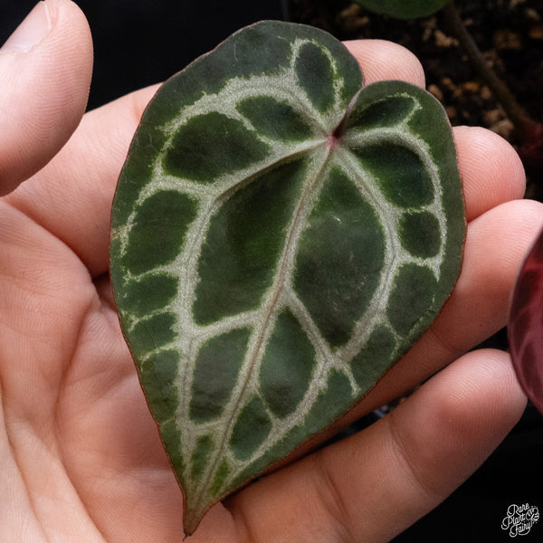 Anthurium Zara '33' x DocBlock Zara '29' by DocBlock® *Vibrant Emergent* (wk30-G)