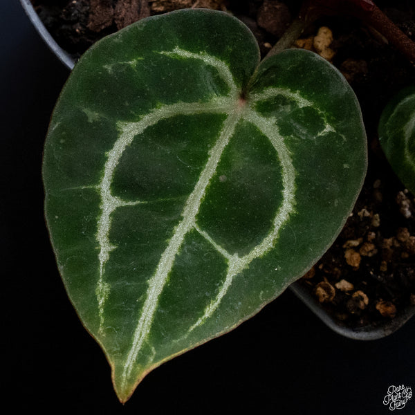 Anthurium Zara '33' x DocBlock Zara '29' by DocBlock® *Vibrant Emergent* (wk30-G)