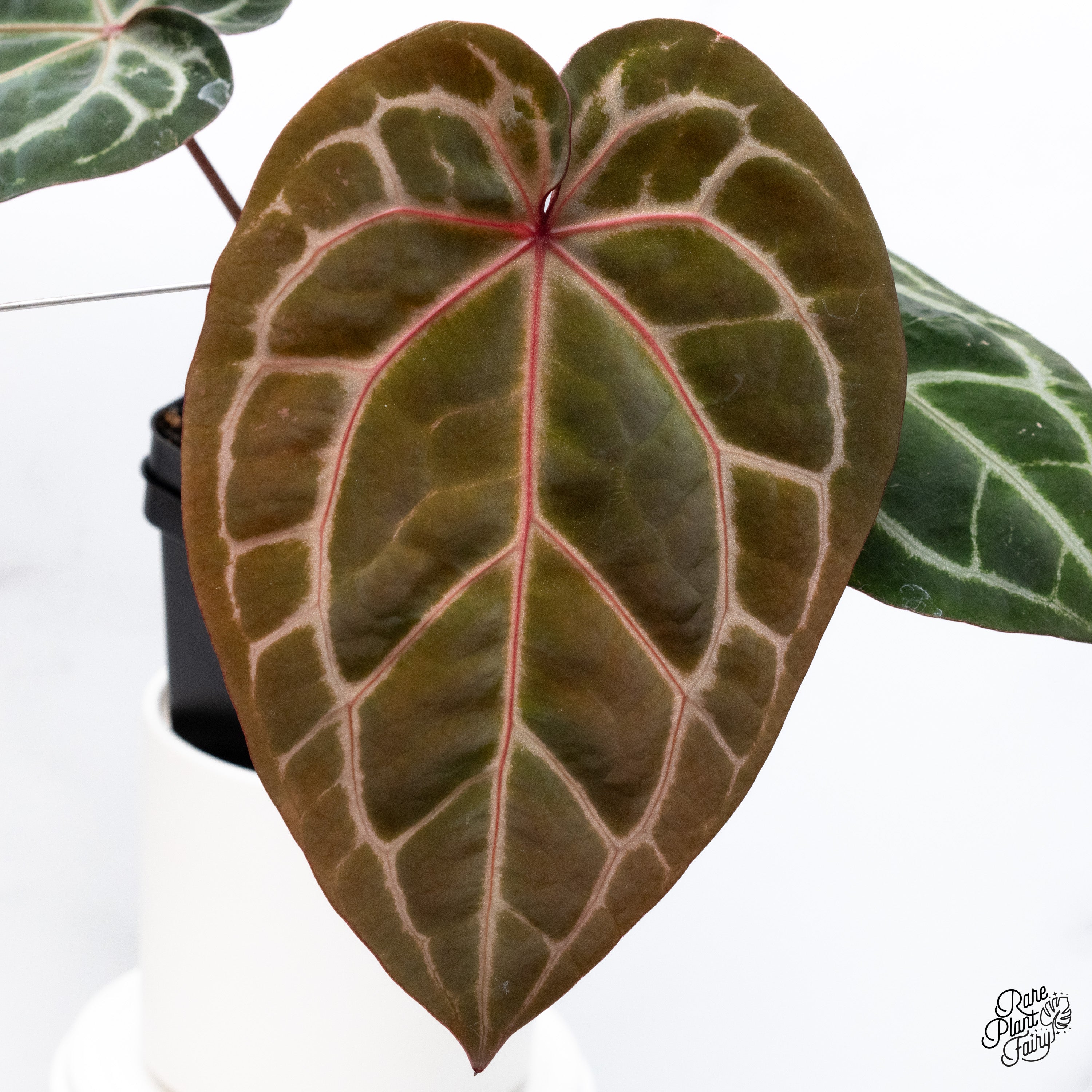 Etrarium 1st Anniversary 記念 BOX【PLANT】 Anthurium Red Velvet Cake '24' x Zara '29' by DocBlock