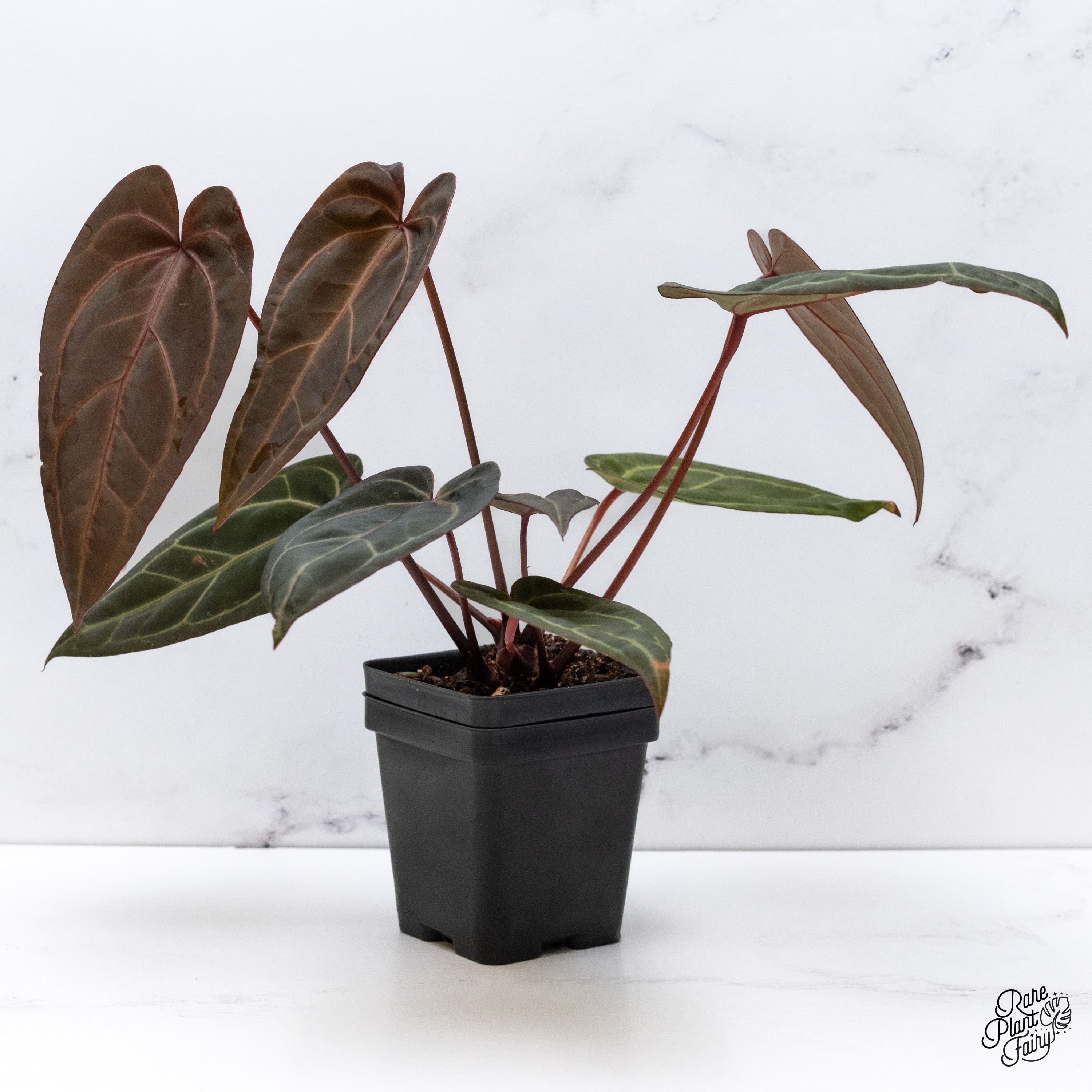 Anthurium Zara '33' x Zara '29' by DocBlock® (wk40-E) – Rare