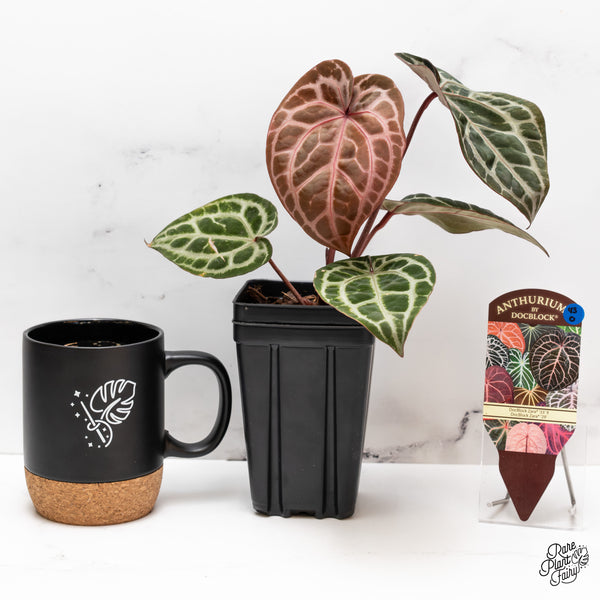 Anthurium Zara '33' x Zara '29' by DocBlock® (wk43-O)