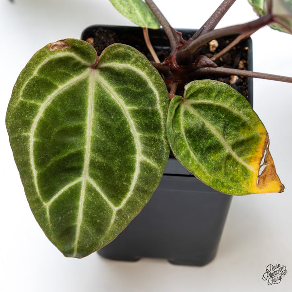 Variegated Anthurium Zara '33' x Zara '29' by DocBlock® (wk43-Z)