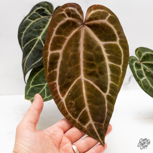 Variegated Anthurium Zara '33' x Zara '29' by DocBlock® (wk43-Z)