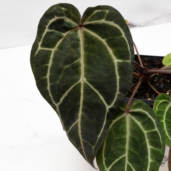 Variegated Anthurium Zara '33' x Zara '29' by DocBlock® (wk43-Z)