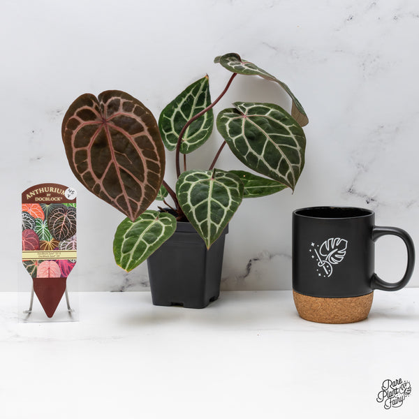 Anthurium Zara '33' x Zara '29' by DocBlock® (wk45-V)