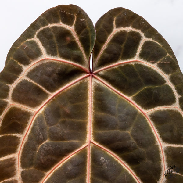 Anthurium Zara '33' x Zara '29' by DocBlock® (wk46-F)