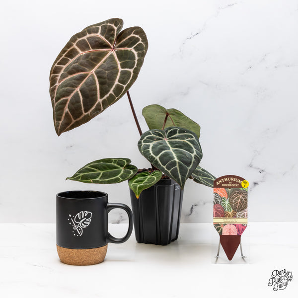 Anthurium Zara '33' x Zara '29' by DocBlock® (wk46-F)