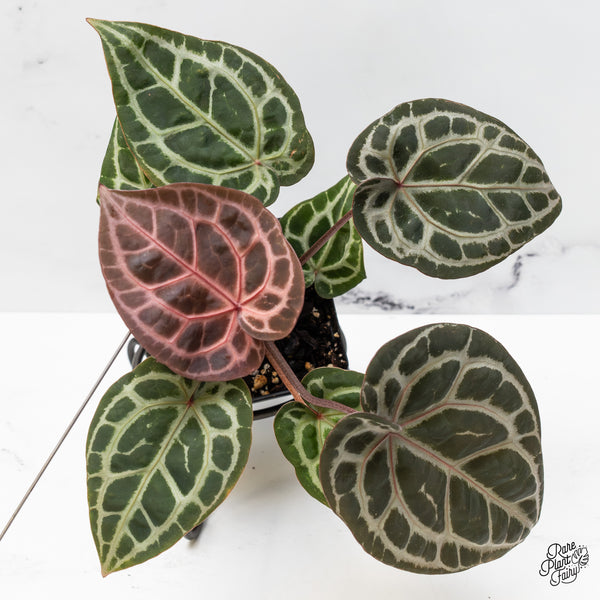 Anthurium Zara '33' x Zara '29' by DocBlock® (wk51-D)