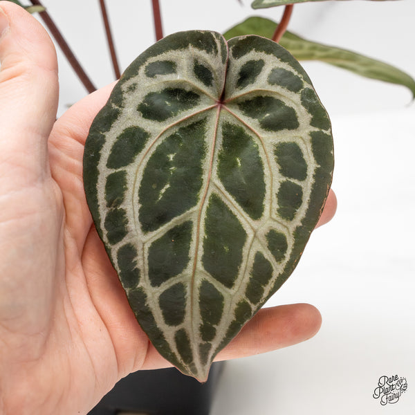 Anthurium Zara '33' x Zara '29' by DocBlock® (wk51-D)