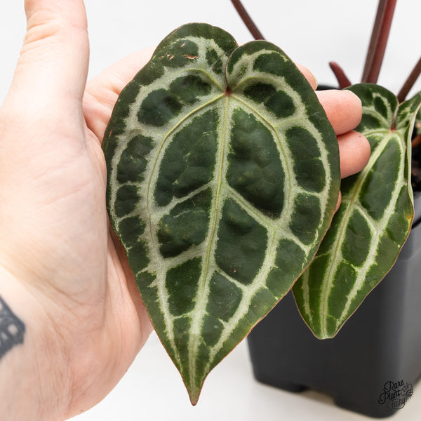 Anthurium Zara '33' x Zara '29' by DocBlock® (wk51-D)