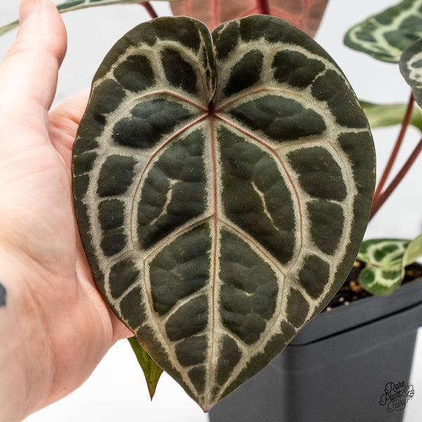 Anthurium Zara '33' x Zara '29' by DocBlock® (wk51-D)