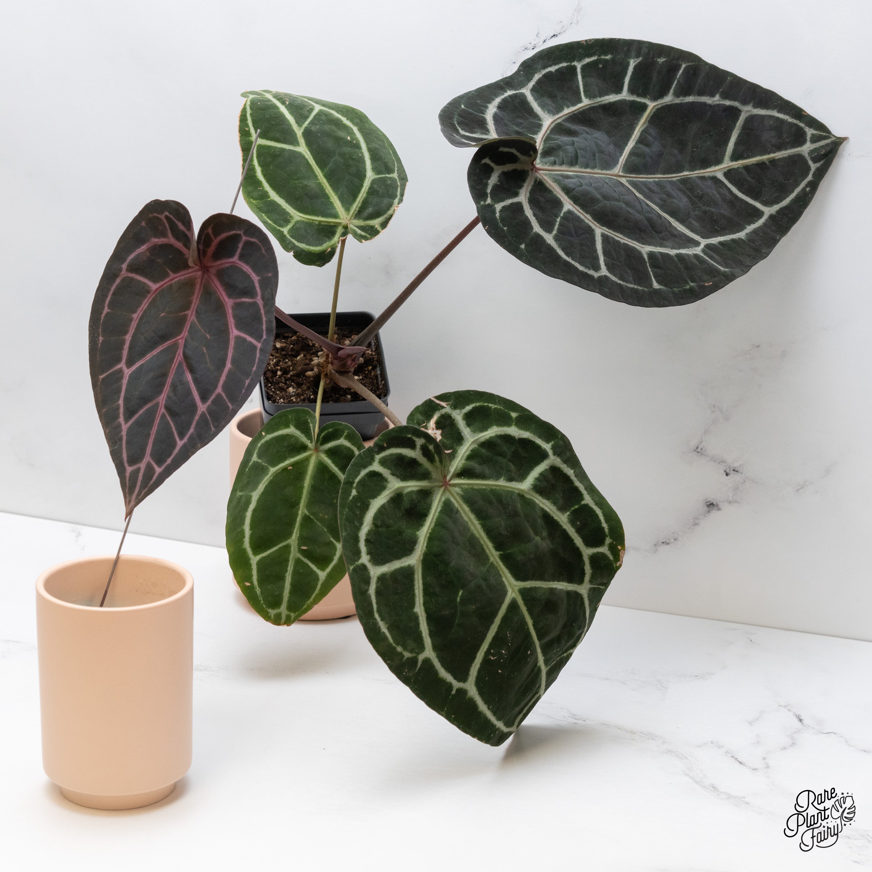 Anthurium Zara '33' x Home, Sweet Home '32' by DocBlock® (wk39-S