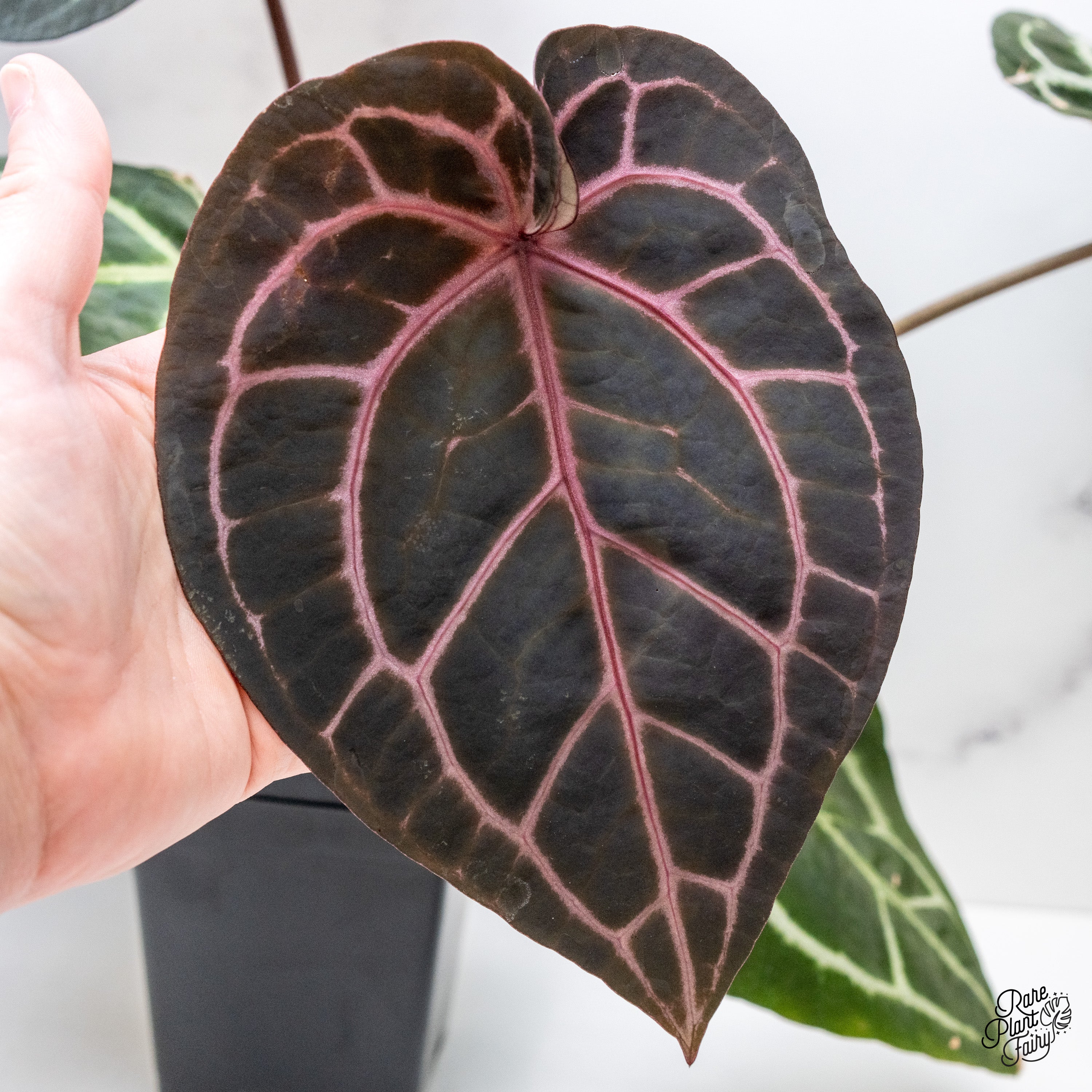 Anthurium Zara '33' x Home, Sweet Home '32' by DocBlock® (wk39-S