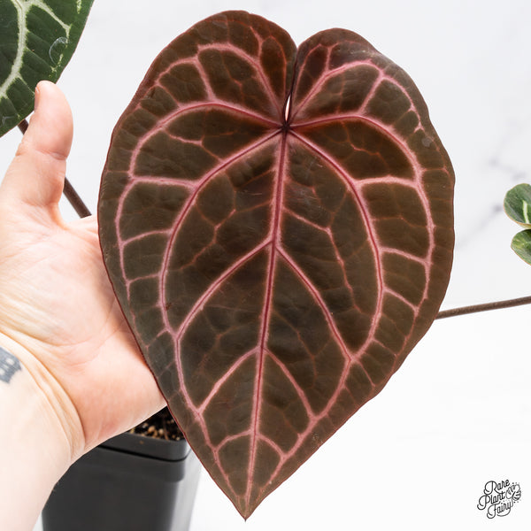 Anthurium Zara '33' x  Home, Sweet Home '32' by DocBlock® (wk45-H) *Purple Vein Emergent*