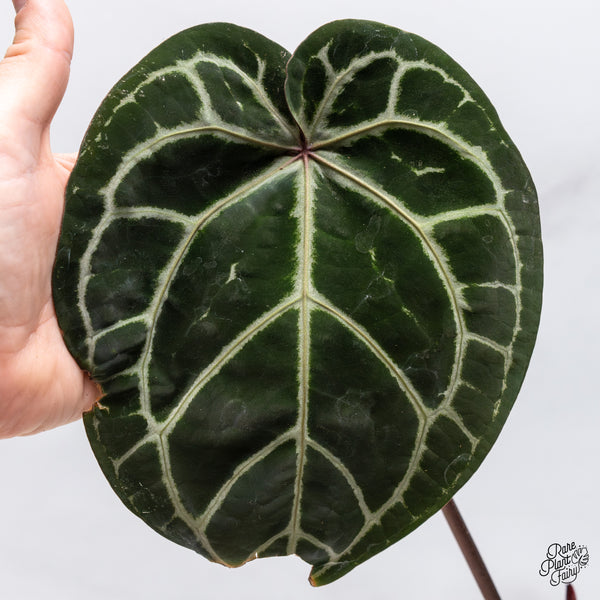 Anthurium Zara '33' x  Home, Sweet Home '32' by DocBlock® (wk45-H) *Purple Vein Emergent*