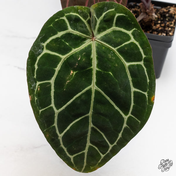 Anthurium Zara '33' x  Home, Sweet Home '32' by DocBlock® (wk45-H) *Purple Vein Emergent*