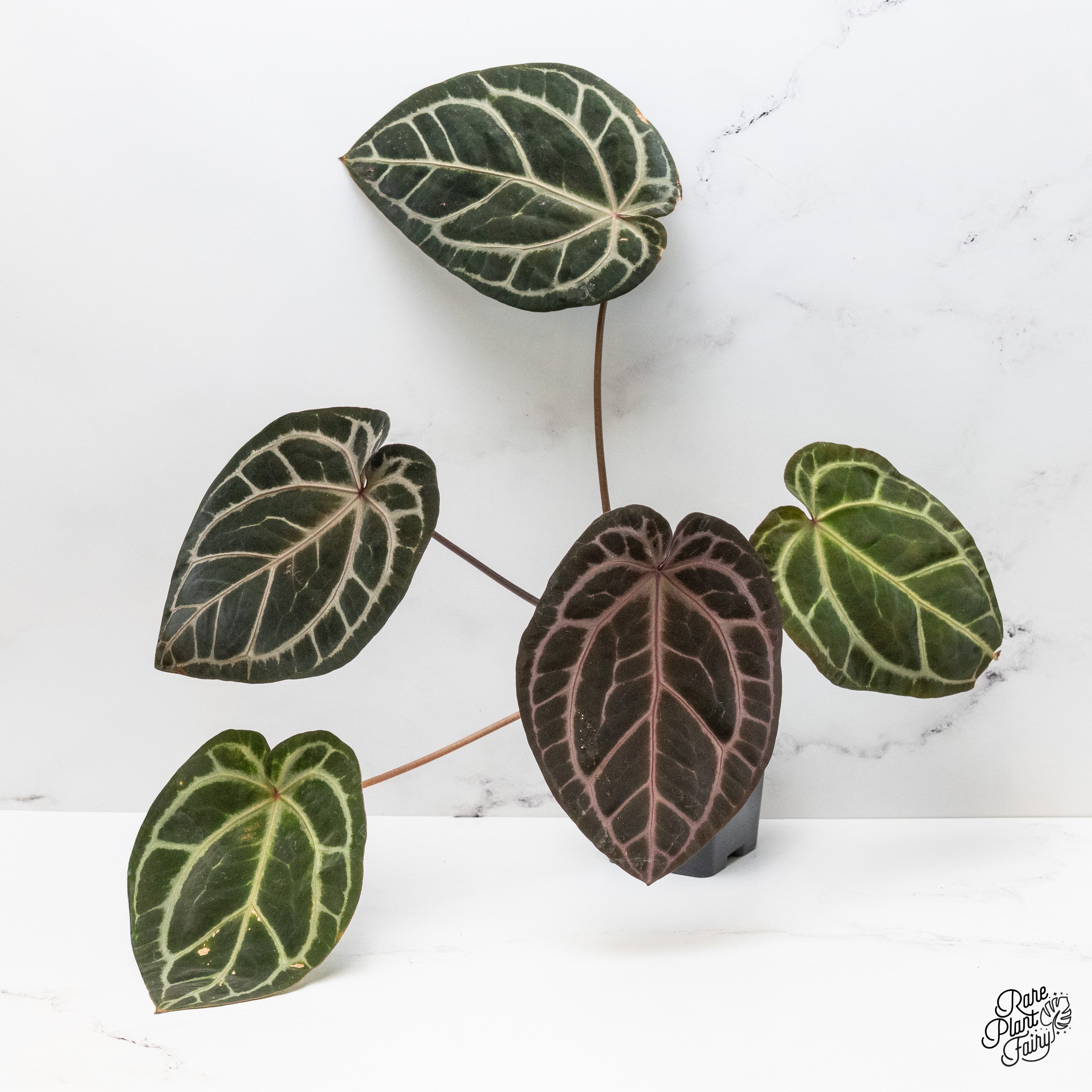 Anthurium Zara '3' x Zara '33' by DocBlock® (wk44-U) *Purple Vein