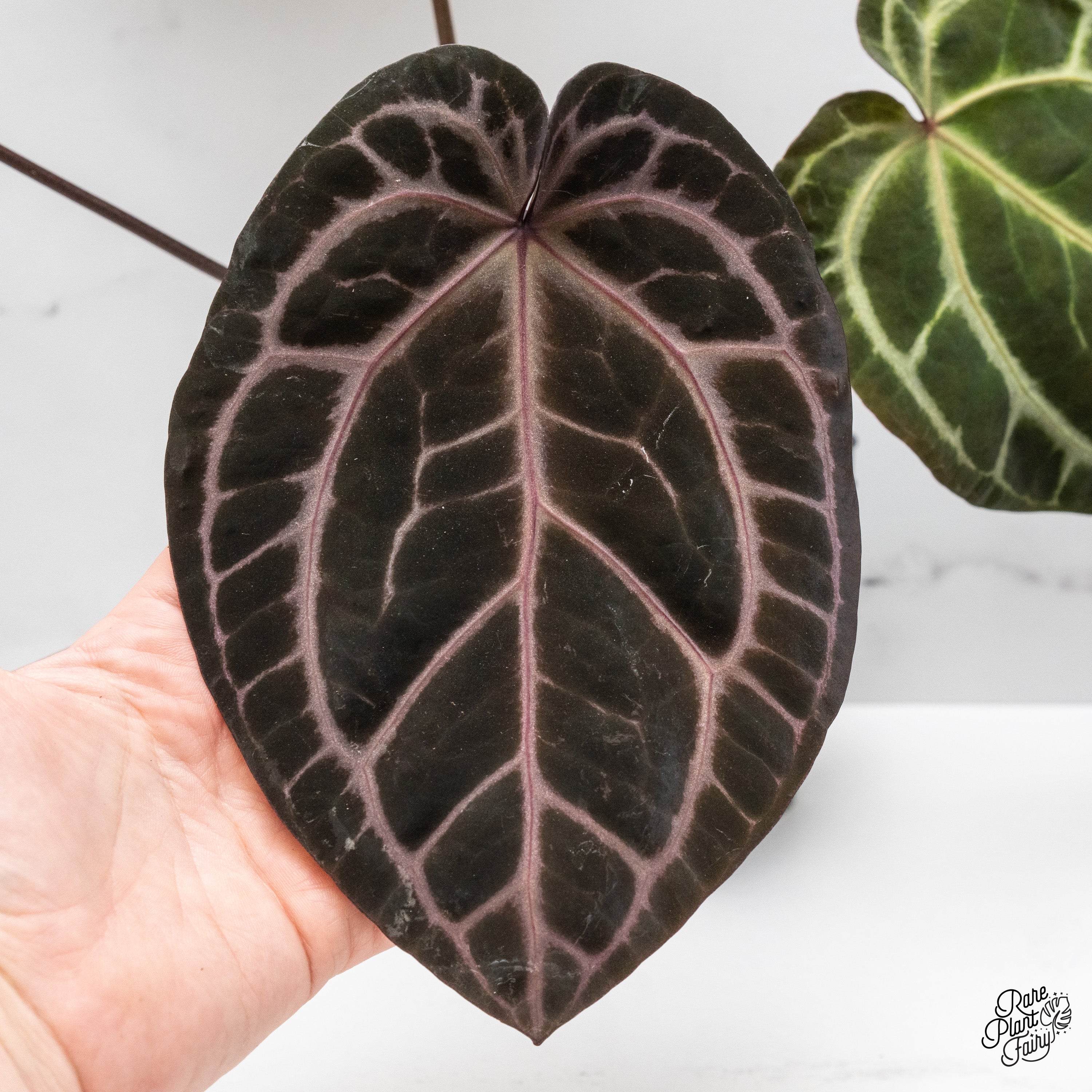 Anthurium Zara '3' x Zara '33' by DocBlock® (wk44-U) *Purple Vein