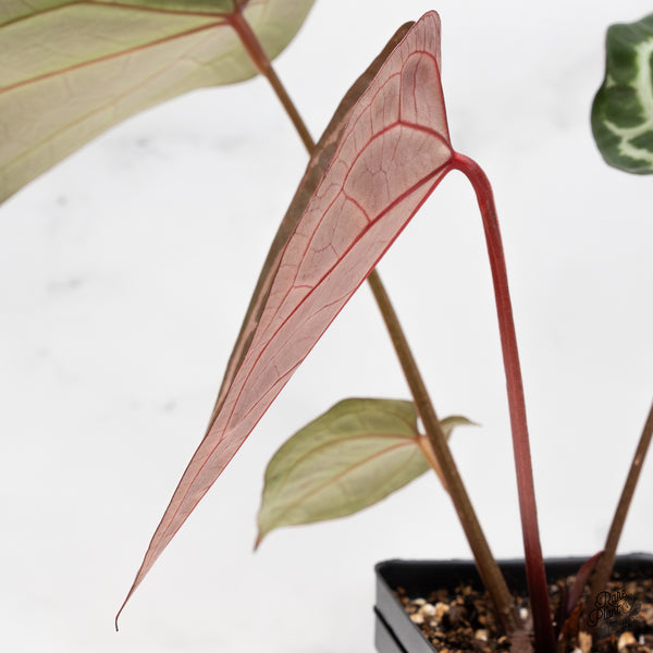 Anthurium Thor's Lightning '51' x Crystal Red '12' by DocBlock® (wk43-L) *Red Vein Emergent*
