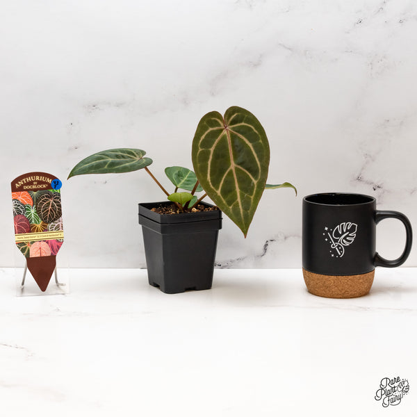 Anthurium Home, Sweet Home '32' x Dark & Handsome '9' by DocBlock® (wk43-T)