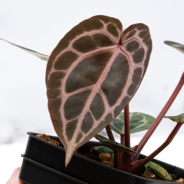 Anthurium Home, Sweet Home '32' x Dark & Handsome '9' by DocBlock® (wk43-V)