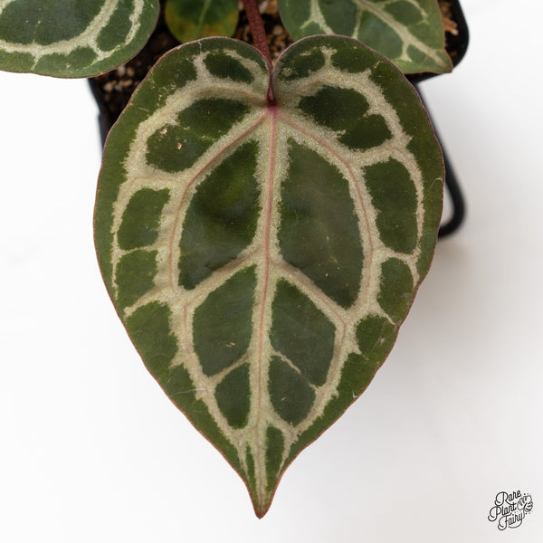 Anthurium Home, Sweet Home '32' x Dark & Handsome '9' by DocBlock® (wk43-V)