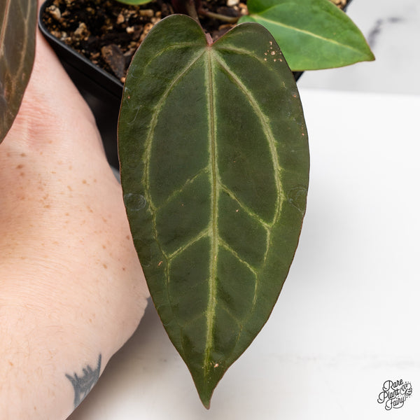 Anthurium Home, Sweet Home '32' x Dark & Handsome '9' by DocBlock® (wk44-R)